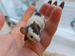 Карликовая японская мышь