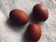 Маран черно-медный яйцо