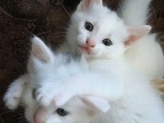 Беленькие котята