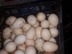 Яйца индюшиные для инкубаторов