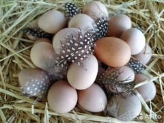 Яйца цесарки, индюшки, породистых кур