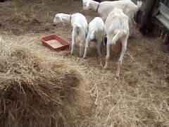 Продам козу молочной породы 67зааненская и 33нубий