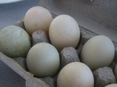 Яйцо инкубационное бройлерной утки
