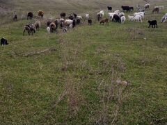 Овца и козы