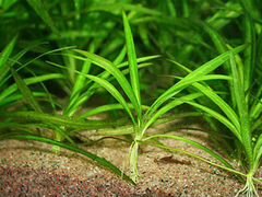 Аквариумное растение Эхинодорус нежный