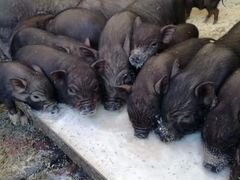 Вьетнамские свиньи, поросята