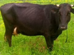Корова чернопестрой породы