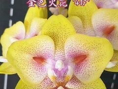 Сортовая орхидея