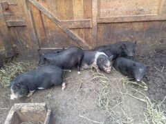 Продажа вислобрюхих свиней