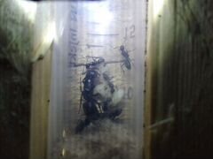 Матка муравья древоточца Camponotus Vagus