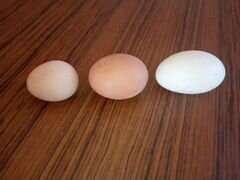 Яйца куриные и цесарок