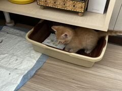 Котик рыжик для квартиры