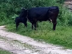 Корова и телёнок. вопросы по телефону