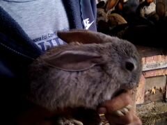 Кролики.фландеры