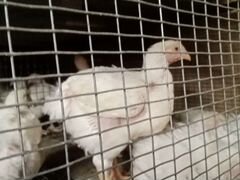 Цыпленок бройлер