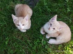 Два изумительных котенка(котики) от умной и красив