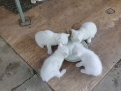 Беленькие котятки