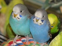 Волнистые попугаи, пара возраст 1,5 года. возможно
