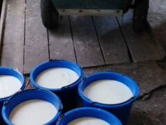 Нетоварное молоко для выпойки скота