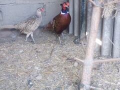 Семья фазанов