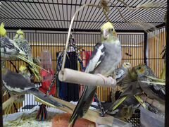 Попугай кореллы