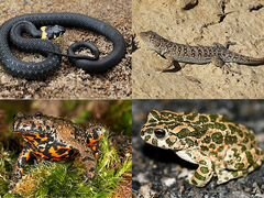 Рептилии и амфибии Ростовской области