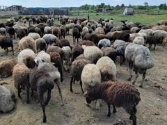 Овцы Баран