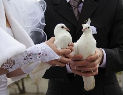 Белые голуби для свадеб и торжеств