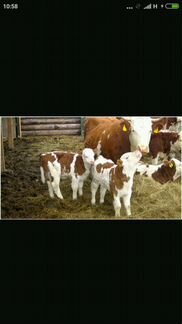 Коровы от 3х до 6лет
