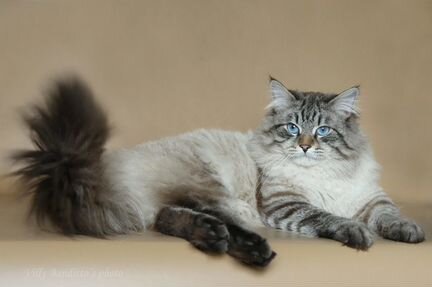 Невская маскарадная кошка ищет кота для вязки
