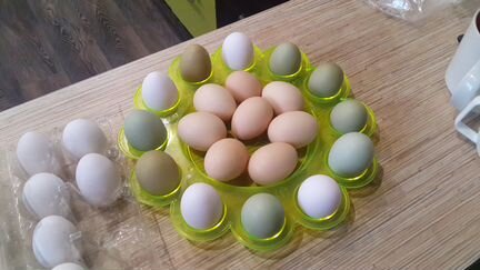 Инкубационное яйцо породной птицы