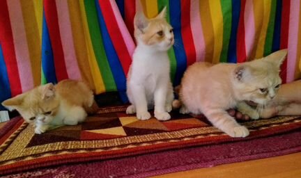Три шикарных кота