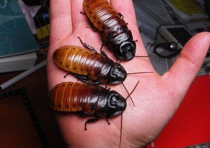 Мадагаркарские шипящие тараканы
