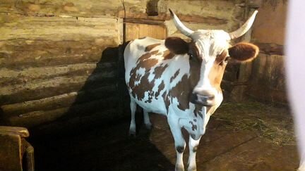 Корова Айширской породы