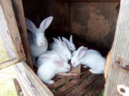 Кролики и крольчата разных возрастов