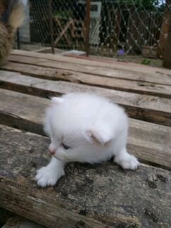 Котёнок белый