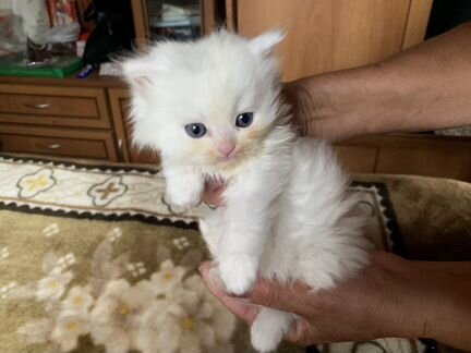 Вислоухий котёнок Персидской кошки