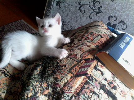 Белый котёнок от сибирской кошки
