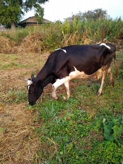 Корову с телёнком