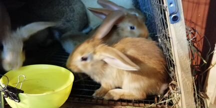 Кролики, кормушки для кроликов, обмен