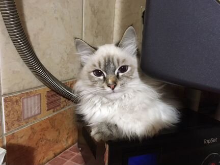 Невская маскарадная кошка котёнок (4 месяца)