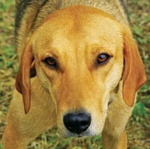 Найдена собака породы русская гончая