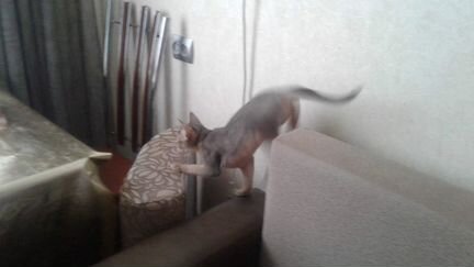 Абиссинская кошка ищет кота для вязки