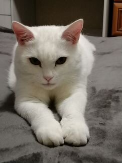 Кот белый смесь экзот с персом