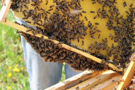 Улья с пчелосемьями
