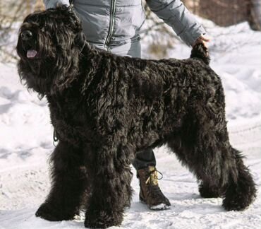 Щенки Русского Чёрного Терьера (собака Сталина)