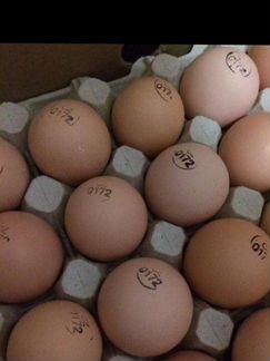 Продам инкубационное Яйцо