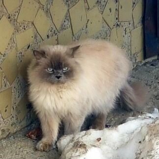 Кот персидский