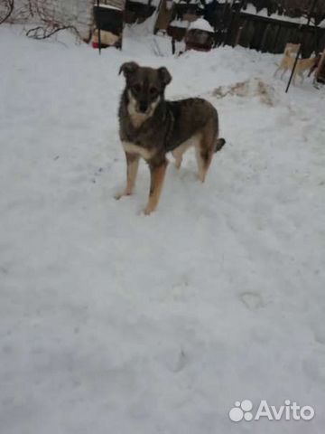 Собака стерилизованная