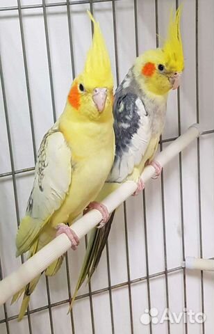 Корелла, попугай карелла